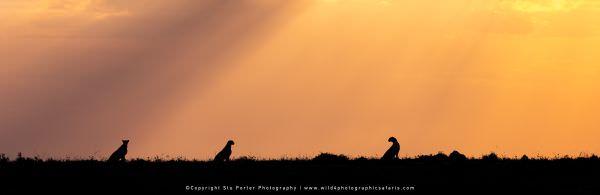 Cheetahs at sunset. Wildlife Panorama & composite, Maasai Mara, Kenya. African photo safaris
