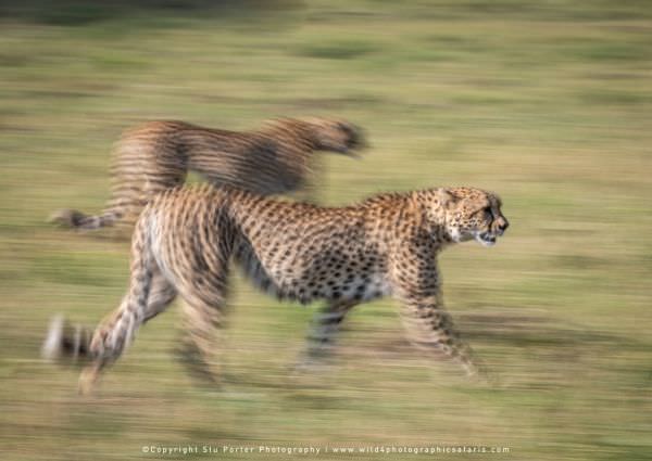 Two Cheetahs, Maasai Mara, Kenya. Wild4 Small Group African Photography Safari Specialists