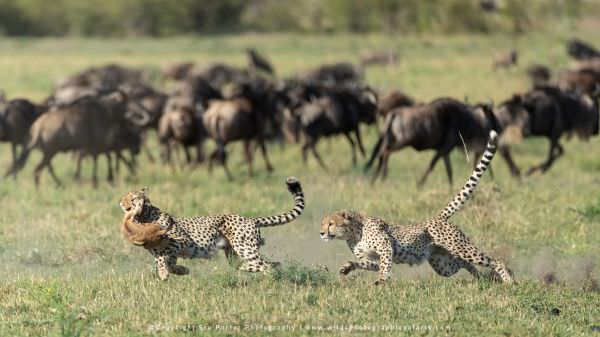 Two male Cheetahs fighting over the baby Thompson's Gazelle kill, Maasai Mara, Kenya. African wildli