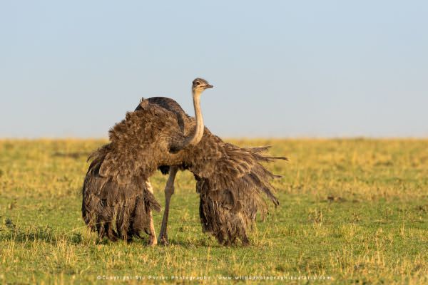 Female Ostrich, Maasai Mara, Kenya. Stu Porter Photographic Tour