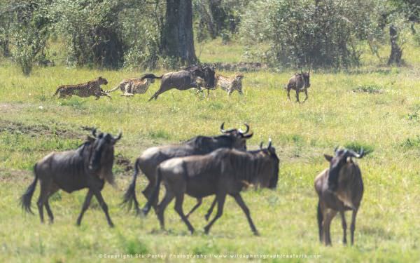 The Cheetah boys running down a young Wildebeest calf, Maasai Mara, Kenya. Stu Porter Photographic T