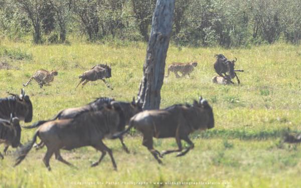 The Cheetah boys running down a young Wildebeest calf, Maasai Mara, Kenya. Wild4 Small Group African