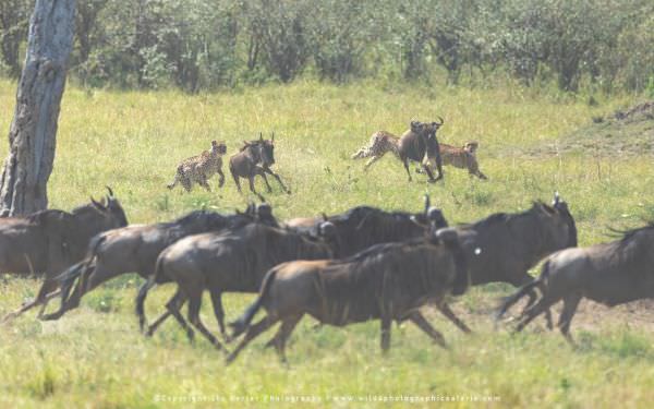 The Cheetah boys running down a young Wildebeest calf, Maasai Mara, Kenya. African photo safaris