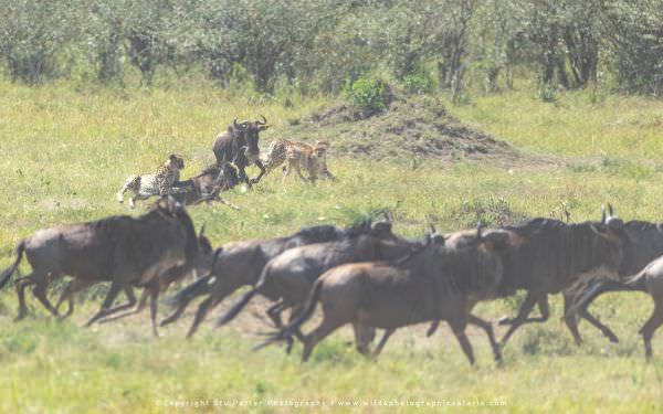 The Cheetah boys running down a young Wildebeest calf, Maasai Mara, Kenya. African wildlife photo sa