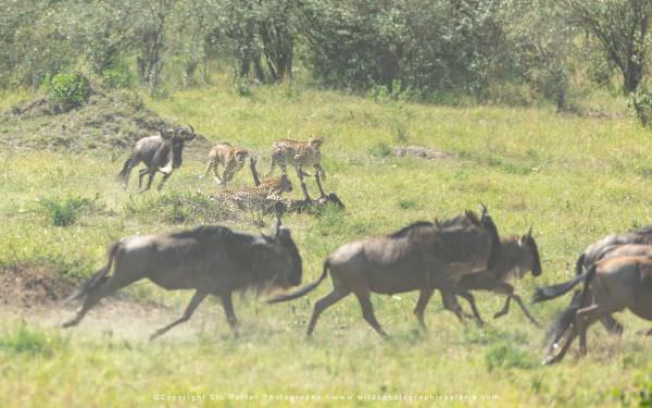 The Cheetah boys running down a young Wildebeest calf, Maasai Mara, Kenya. Stu Porter Photographic T