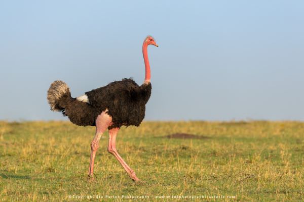 Male Ostrich, Maasai Mara, Kenya. Wild4 Small Group African Photography Safari Specialists