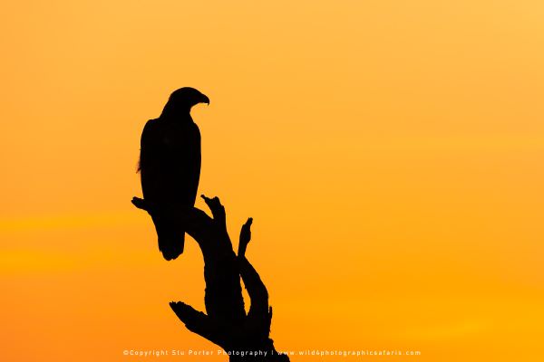 Tawny Eagle, Maasai Mara, Kenya. African photo safaris