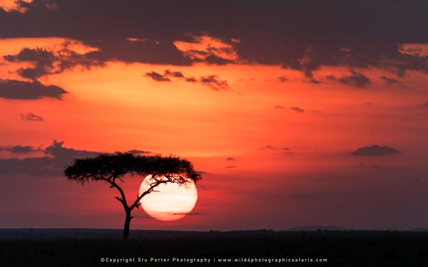 Sunset in the Mara, Maasai Mara, Kenya. African photo safaris. Panorama