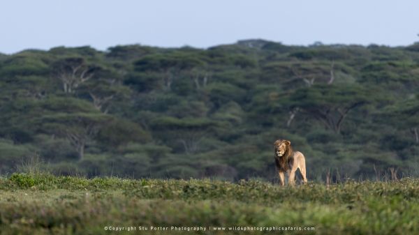 Tanzania Photo Safaris with Stu Porter