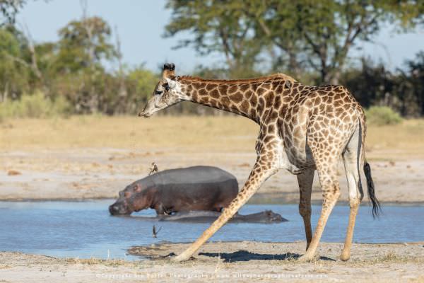 Giraffe and Hippo, Moremi Game Reserve Botswana. Stu Porter Photography Tours