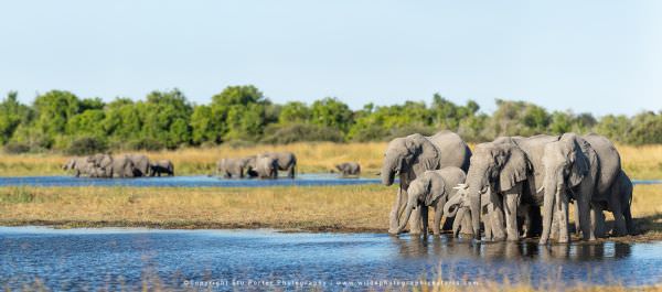 Herd of Elephants at Xini Lagoon, Moremi Game Reserve Botswana. Africa Photo Safari. Wildlife Panora