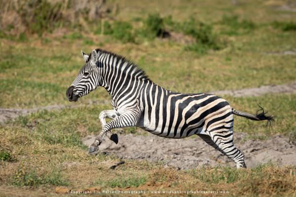Zebra running, Moremi Game Reserve Botswana. Wild4 Photo Safaris
