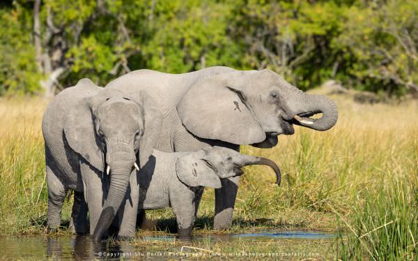 Elephants drinking, Moremi Game Reserve Botswana. Stu Porter Photography Tours