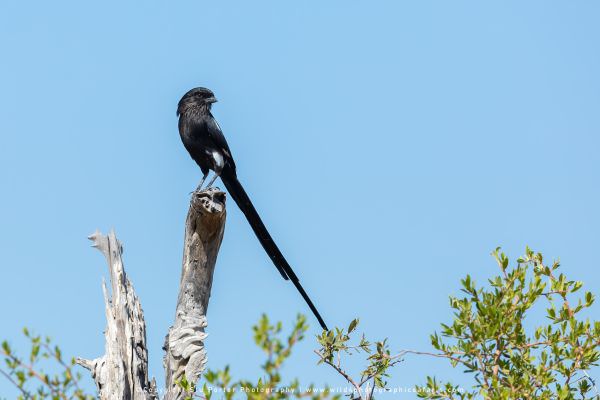 Magpie Shrike, Moremi Game Reserve Botswana. African Photographic Safari