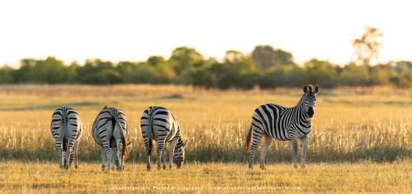 Zebra on a flood plain, Moremi Game Reserve Botswana. Wild4 Photo Safaris. Wildlife Panorama