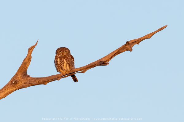 Pearl Spotted Owlet, Khwai Concession Botswana. African Photographic Safari