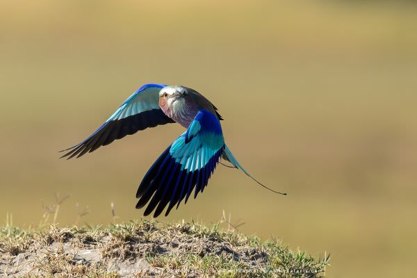 Lilac Breasted Roller in flight, Moremi Game Reserve Botswana. Small Group Photo Safari Specialists