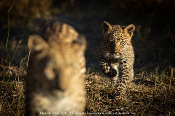 Leopard Cub Moremi Game Reserve, Botswana. Africa Photo Safari