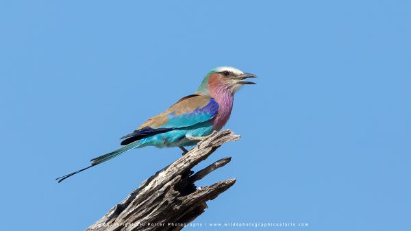 Lilac Breasted Roller Moremi Game Reserve, Botswana. Africa Photo Safari