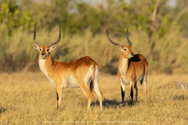 Red Lechwe Moremi Game Reserve, Botswana. Africa Photo Safari