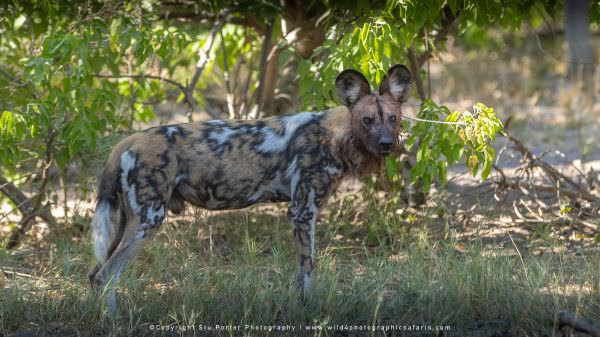 Cape Hunting Dog Moremi Game Reserve, Botswana. Africa Photo Safari