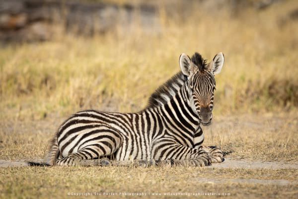 Young Zebra Moremi Game Reserve, Botswana. Stu Porter Photography Tours