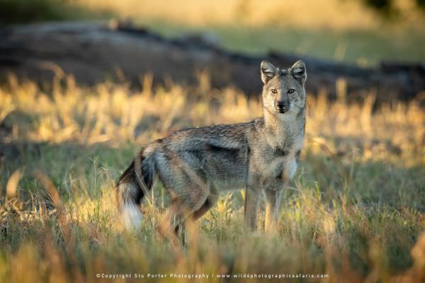 Side Striped Jackal Moremi Game Reserve, Botswana. African Photographic Safari