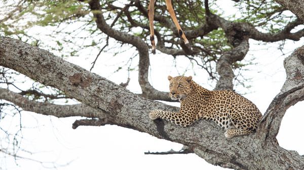 Large male Leopard looks up at his Impala kill, Ndutu, Tanzania