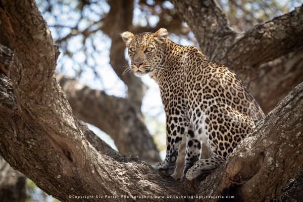 Female Leopard in tree Ndutu. Copyright Stu Porter Photography