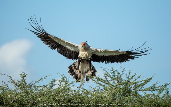 Secretary Bird landing, Tanzania, Ndutu