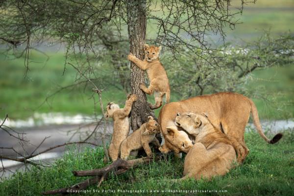 Lionesses and cubs, Ndutu Marsh, Tanzania, Stu Porter Photo Safaris. Composite Image