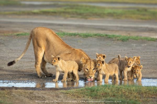 Lioness and cubs drinking, Ndutu Marsh, Tanzania, Stu Porter African Photo Safaris and Tours. Compos