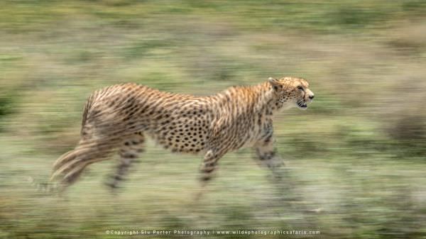 Cheetah panning technique - Serengeti National Park, Tanzania, by Stu Porter
