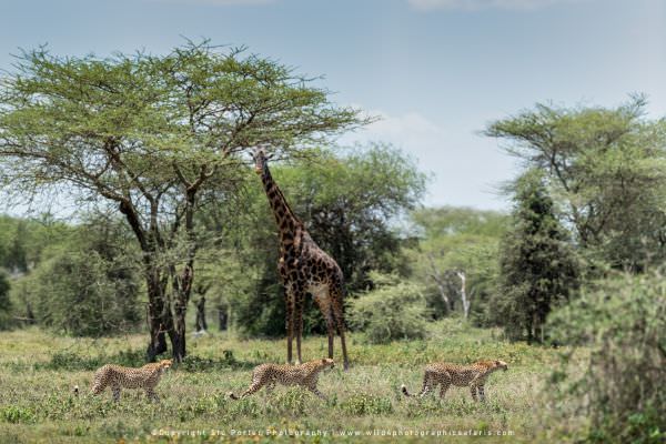 Cheetah and Giraffe in Ndutu, Tanzania, composite image. & Wildlife Panorama