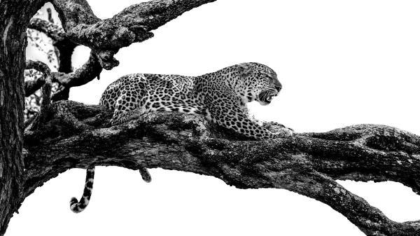 Leopard in tree, Ndutu, Tanzania, WILD4 African photographic safaris with Stu Porter