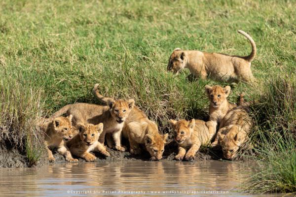 Lion Cubs drinking, Ndutu, Tanzania, Stu Porter African photographic safari