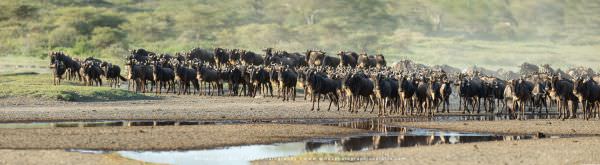 Wildebeest in the Ndutu Marsh, Tanzania, Wild4 African photo safaris