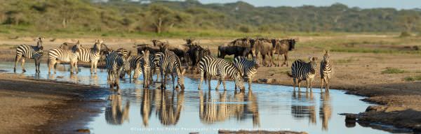 Zebra and Wildebeest, Ndutu, Tanzania, Wildlife Panorama