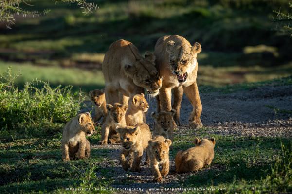 Lions and cubs in Ndutu, Tanzania. Composite Image