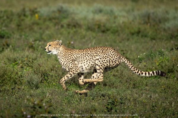 Cheetah running, Ndutu, Tanzania, Stu Porter African Photo Safaris