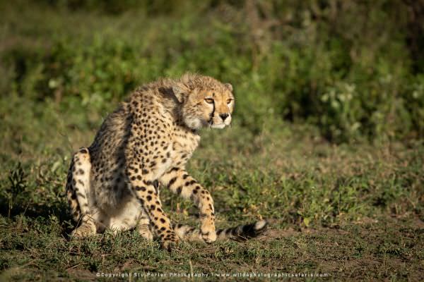 Cheetah cub, Serengeti, Tanzania - Stu Porter African photo safaris