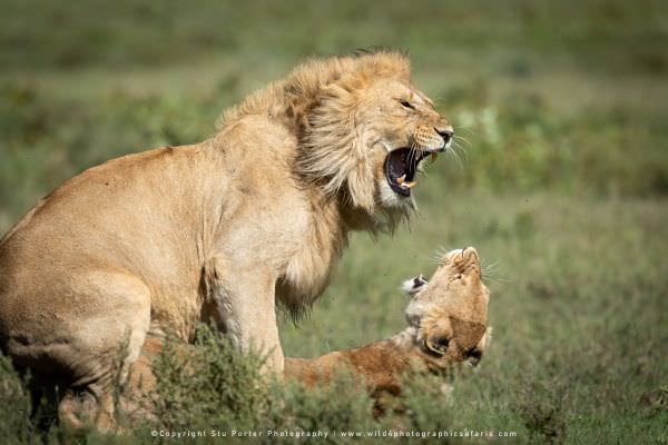 Mating pair of Lions, Ndutu, Tanzania