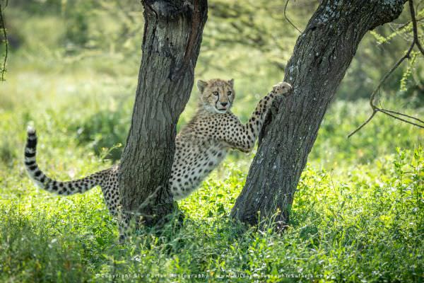 Cheetah cub, Ndutu, Tanzania