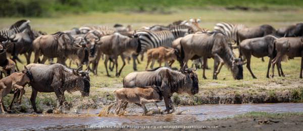 Wildebeest, Ndutu, tanzania