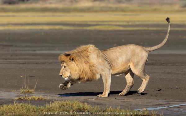 An adult Male Lion trying to cross a muddy area in the Ndutu area - Tanzania © Stu Porter Big Cat Ph