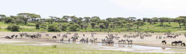 Tanzania Photo Safaris with Stu Porter