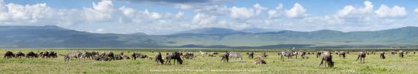 Zebra and Wildebeest in the Ngorongoro Crater in Tanzania, African Photo safaris with Stu Porter - w