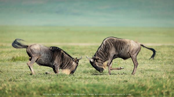 Wildebeest fighting, Ngorongoro Crater, Tanzania, Stu Porter