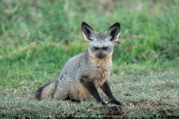 Bat Eared Fox, Ngorongoro Crater, Tanzania, photographic tour