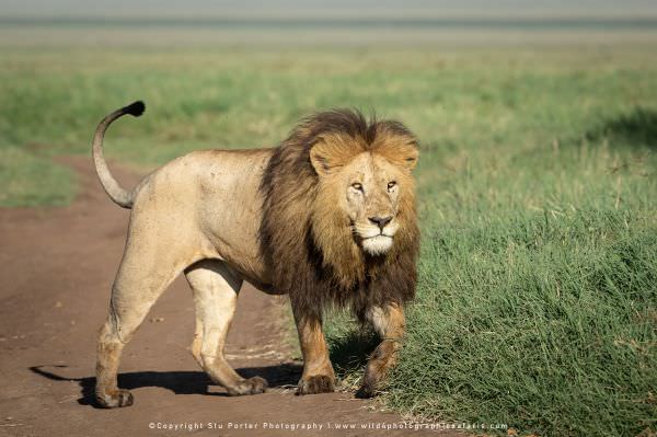 Male Lion with a massive mane in the Ngorongoro Crater, Tanzania